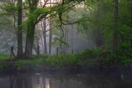 Mistige vroege ochtend 