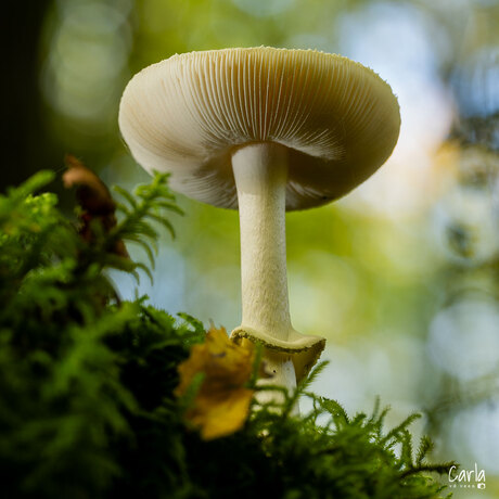 Herfst in het bos