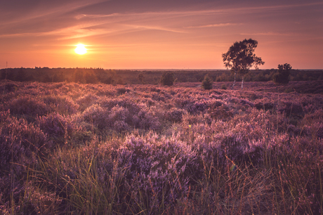 Zonsondergang op de Sallandse Heuvelrug