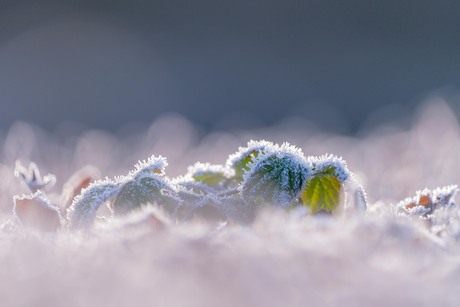 een beetje winter