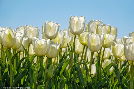 Tulpentijd in de Hoeksche Waard 🌷🌷🌷