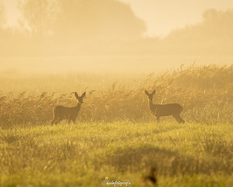 Reeën in een mistig landschap