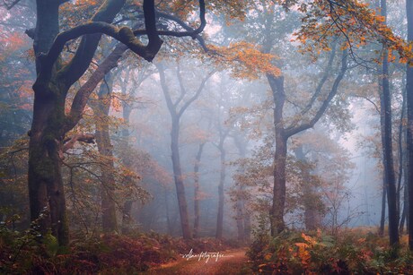 Pad wat leidt naar...