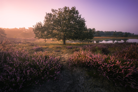 Ochtendheide