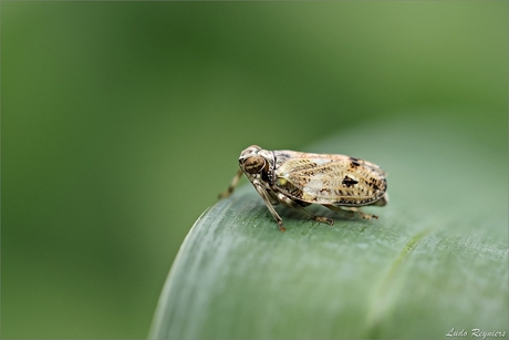 Kevercicade (Issus coleoptratus)