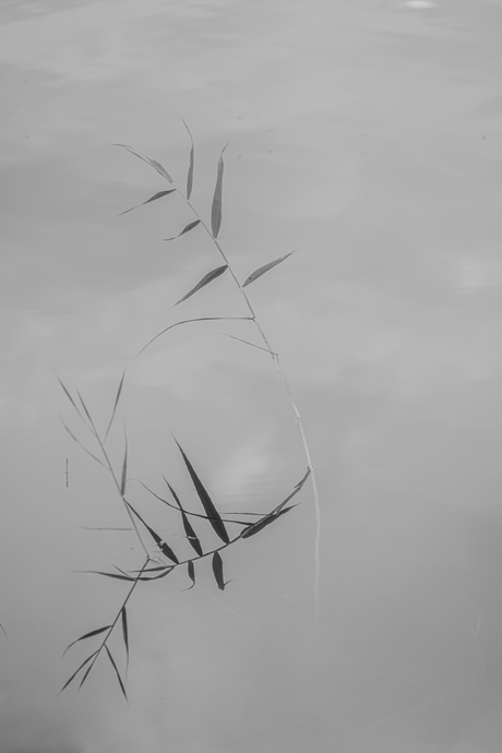 Fine art van gras in een meer