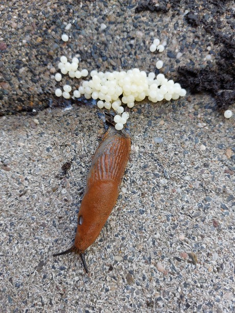 Naaktslakken legt z'n eitjes