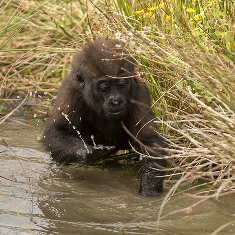 Spelen in het water