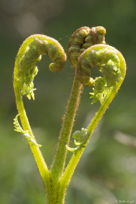 Natuur hartje