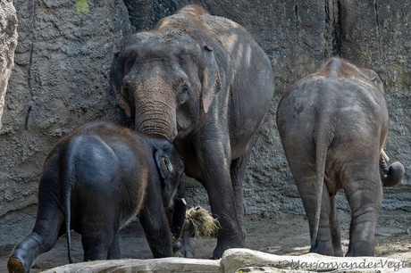 Familie Fant