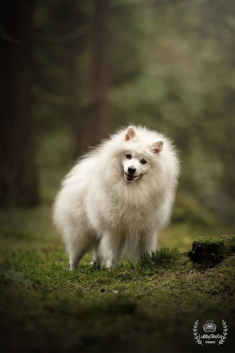 keeshond 