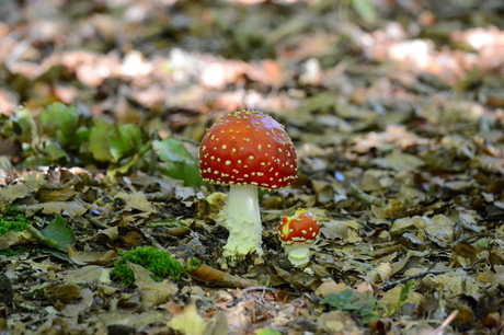 Paddenstoelen in het bos