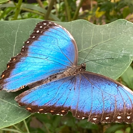 De blaauwe vlinder