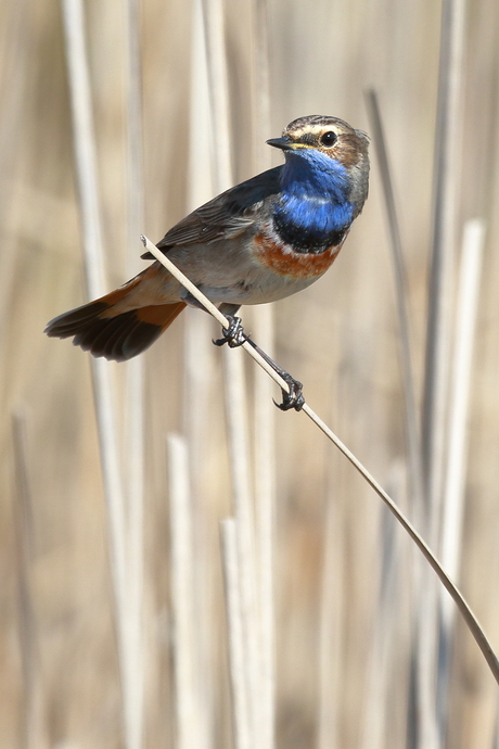 Blauwborst