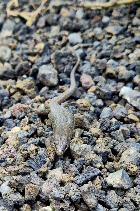 Oost canarische hagedis