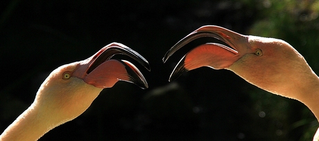 Flamingo's