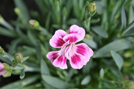 Anjer Pink Kisses