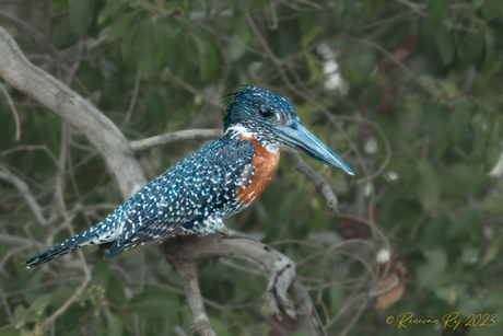 Afrikaanse reuze IJsvogel