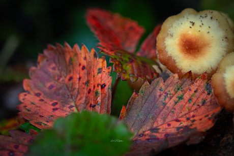 Herfstkleuren