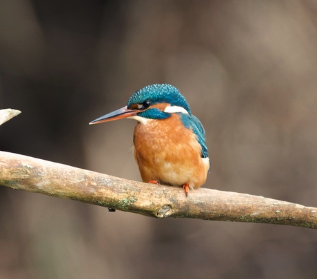 IJsvogel 