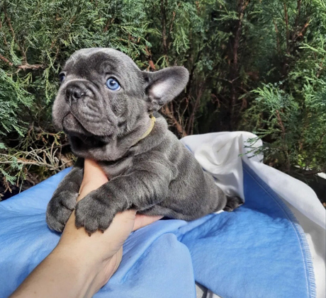 Schattige Franse Bulldog-puppy's.