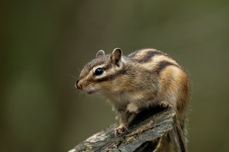 Siberische eekhoorn 