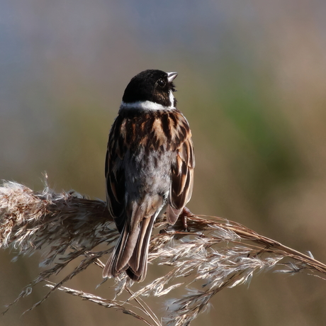 Spring Of The Reed Bunting II...