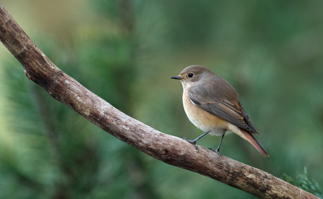Gekraagde roodstaart