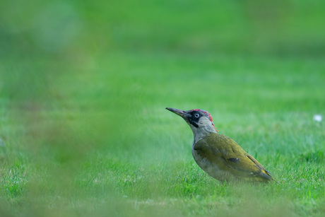 Groene specht (Picus viridis)