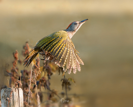 Juveniele Groene Specht 