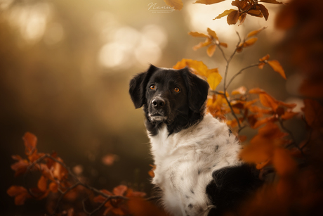 Autumn bokeh