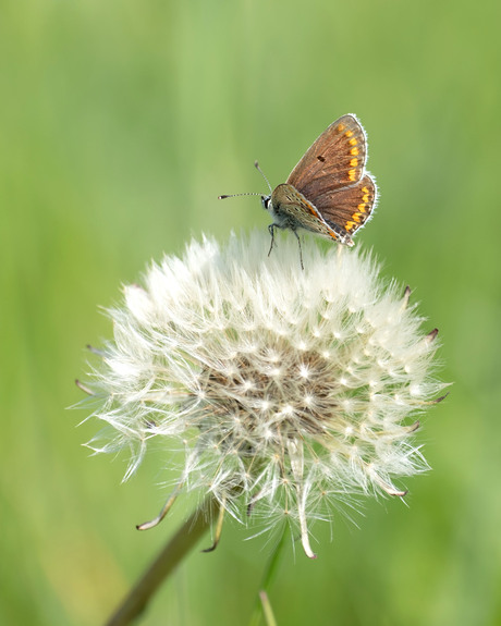 Bruinblauwtje op pluizenbol