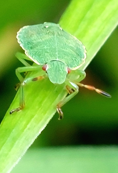 Mini groene schildwants