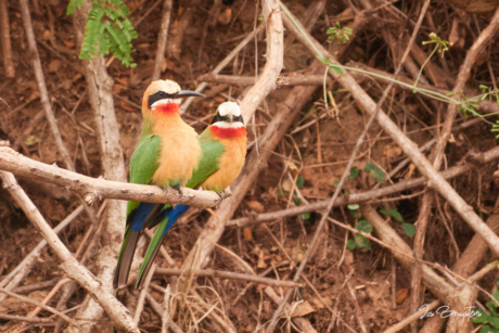 White-fronted Bee-eaters.