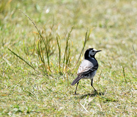 Kwikstaart in het gras