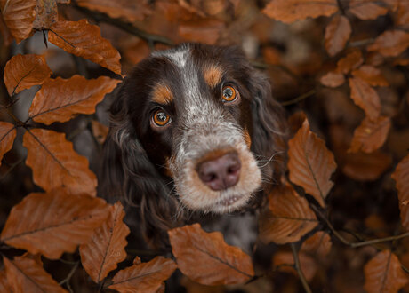 Puppy eyes