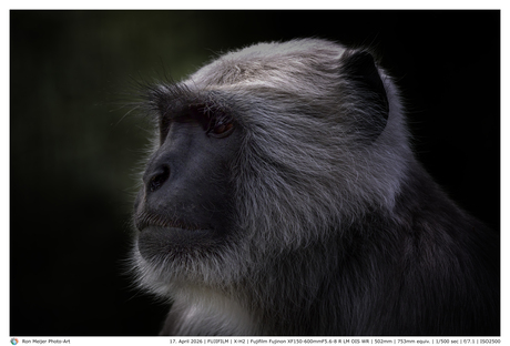 Hanuman langur