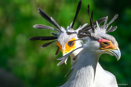 Dubbel - Secretarisvogels .