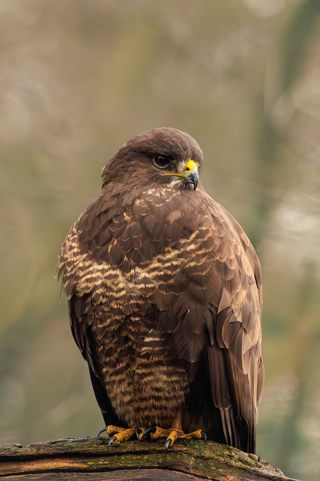 Eerste Buizerd
