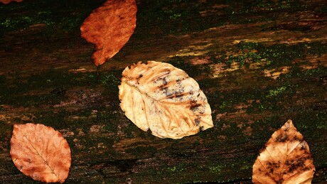 Ook bij nat en kil weer reflecteert de herfst de zonnewarmte van de zomer 