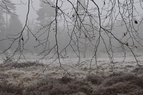 Door de bomen het bos blijven zien