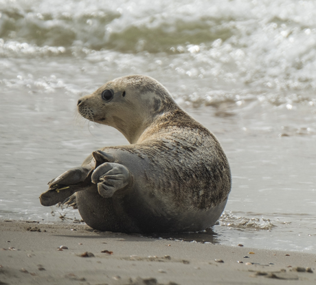 Zeehondje op het strand