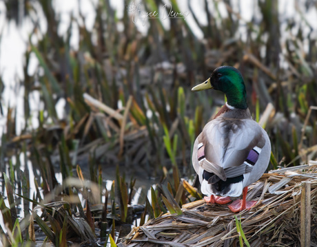 Wilde mannetjes eend