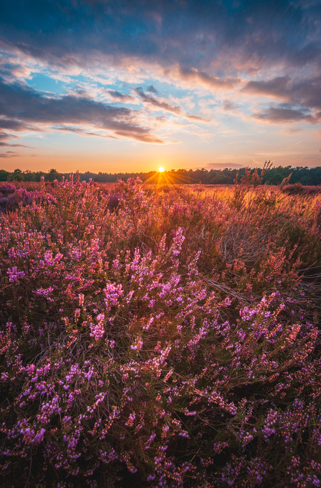 Zonsondergang Loonse en Drunense Duinen met heide I