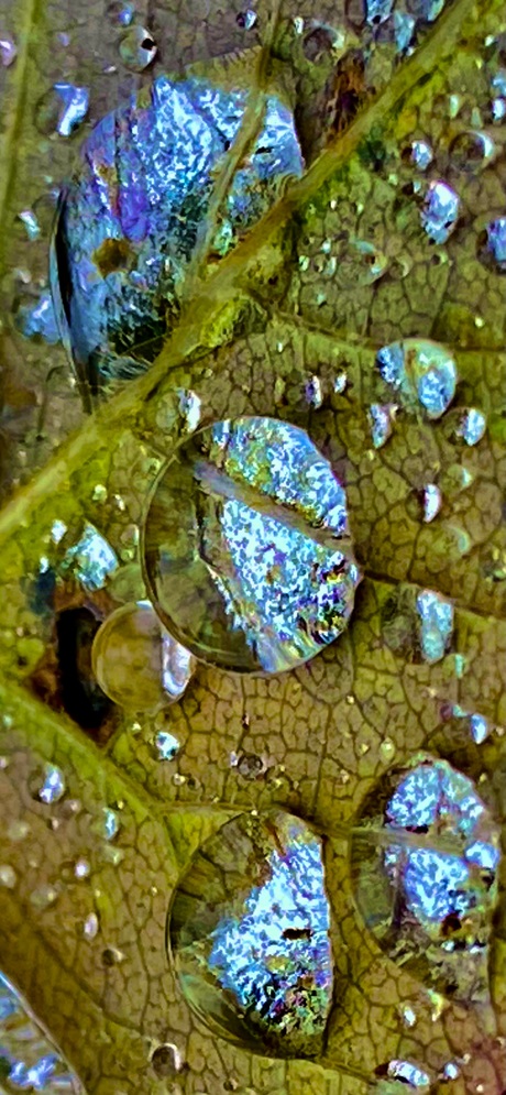 Herstblad met druppels bewerkt 