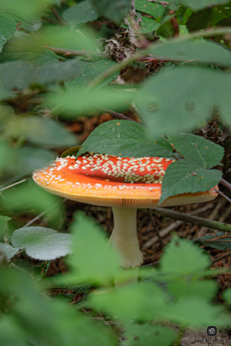 vliegenzwam onder struik