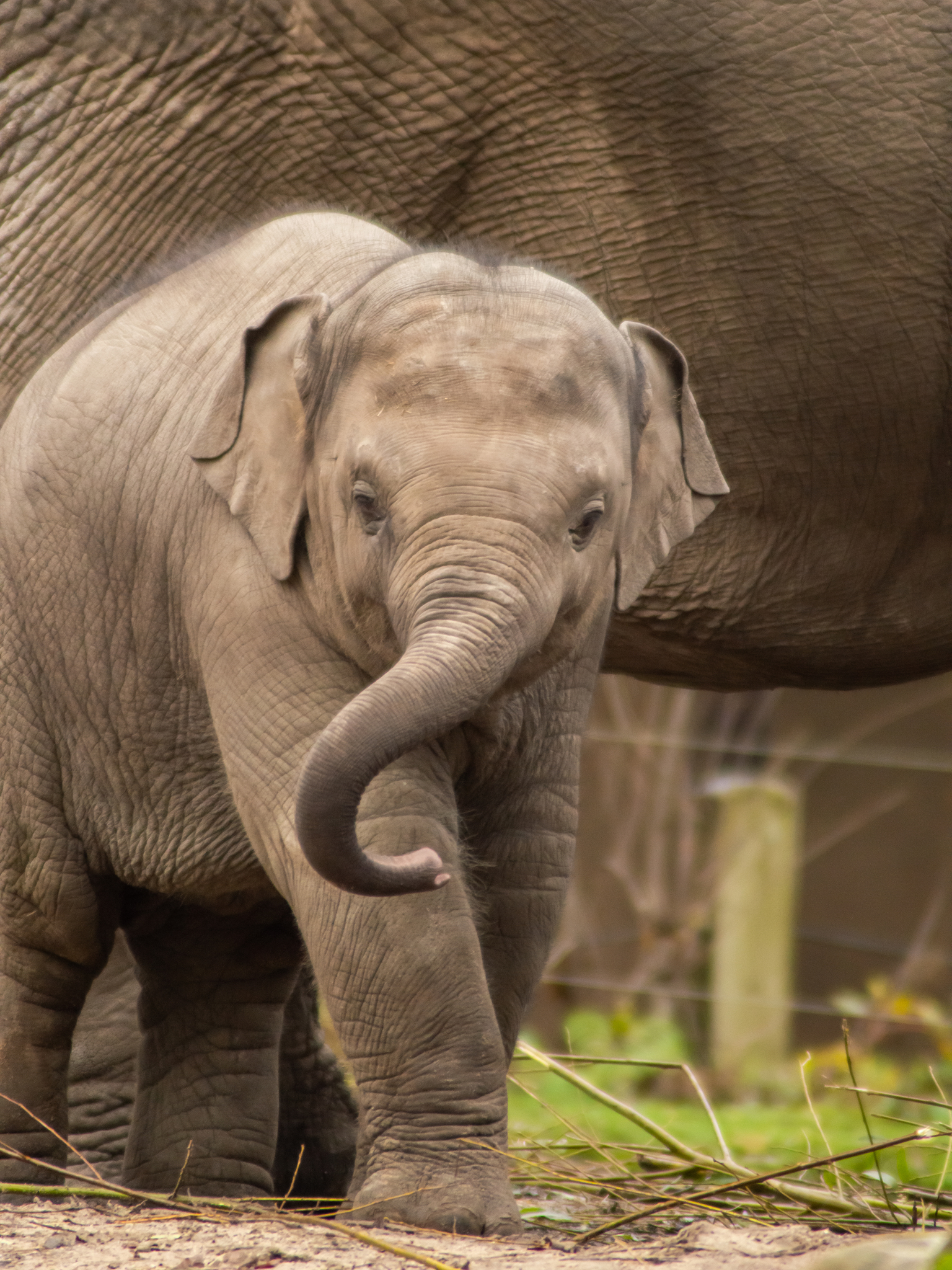 leef ermee voor Keuze Baby olifantje - foto van RebeccaDenHertogFotografie - Dieren - Zoom.nl