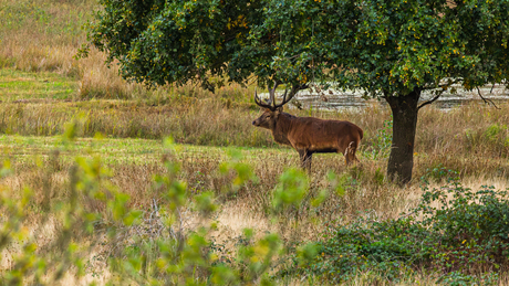 Edelhert Weerterbossen