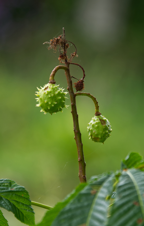 Kastanje (Juli 2025)