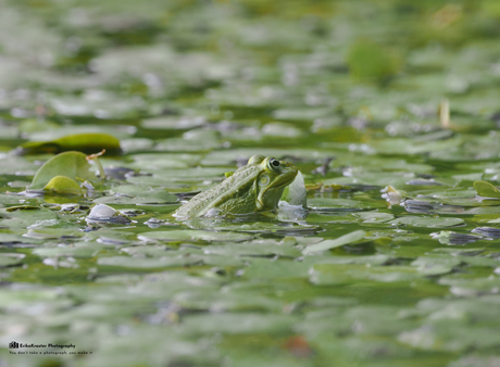 Groene kikker